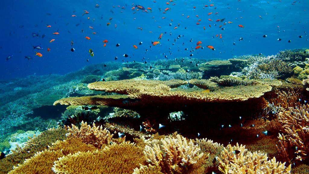 Потепление океана и закисление воды могут спровоцировать исчезновение экосистем коралловых рифов: достаточно повышения температуры всего на 1 градус