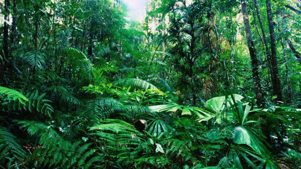 Через 10-20 лет жизненный цикл тропических деревьев может стать короче из-за повышения температуры воздуха на Земле