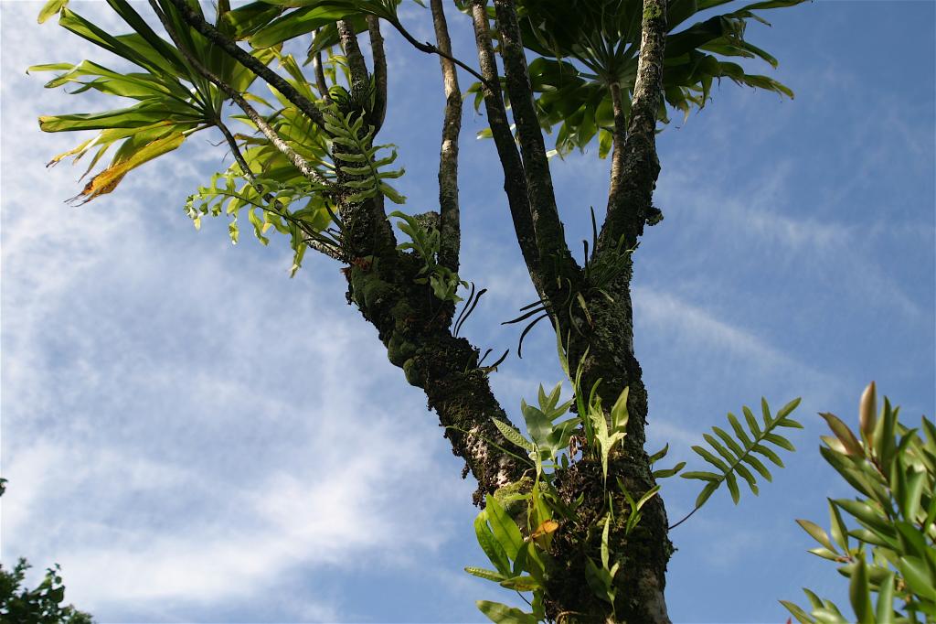 Через 10-20 лет жизненный цикл тропических деревьев может стать короче из-за повышения температуры воздуха на Земле