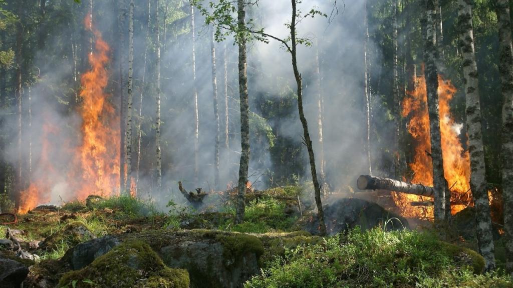 Дым лесных пожаров может переносить микробы, вызывающие инфекционные заболевания, выяснили ученые