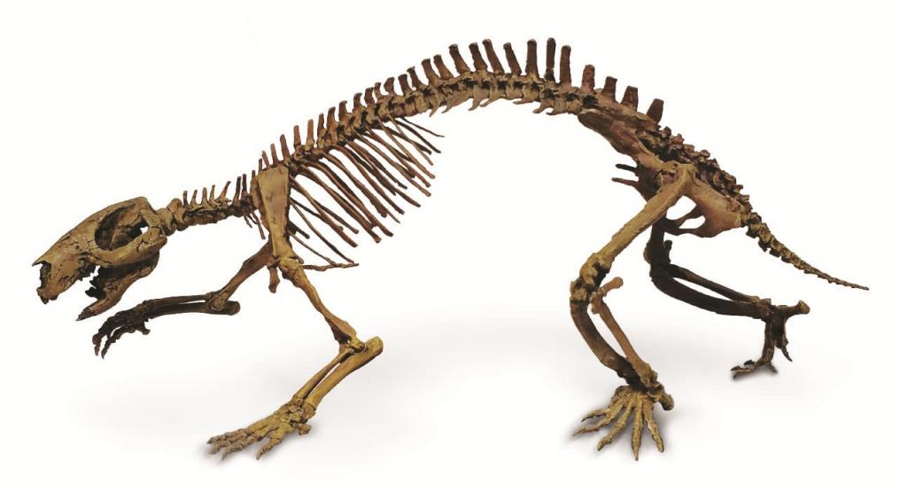 Адалатерий - самое крупное млекопитающее, жившее вместе с динозаврами 66 миллионов лет назад: ученые изучали ископаемые образцы в течение 20 лет