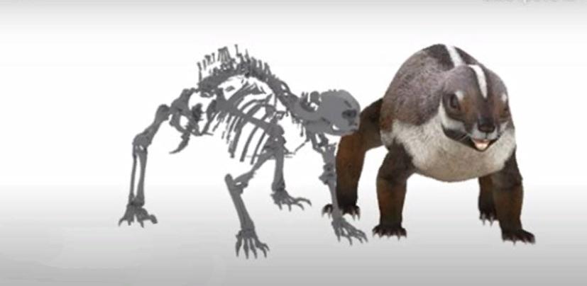 Адалатерий - самое крупное млекопитающее, жившее вместе с динозаврами 66 миллионов лет назад: ученые изучали ископаемые образцы в течение 20 лет