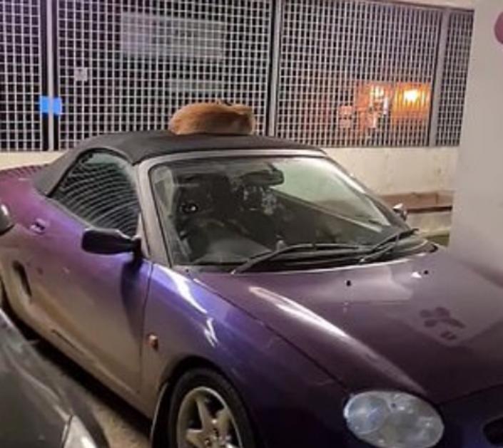 Рок-музыкант нашел спящую лису, удобно устроившуюся на мягкой крыше его автомобиля: видео