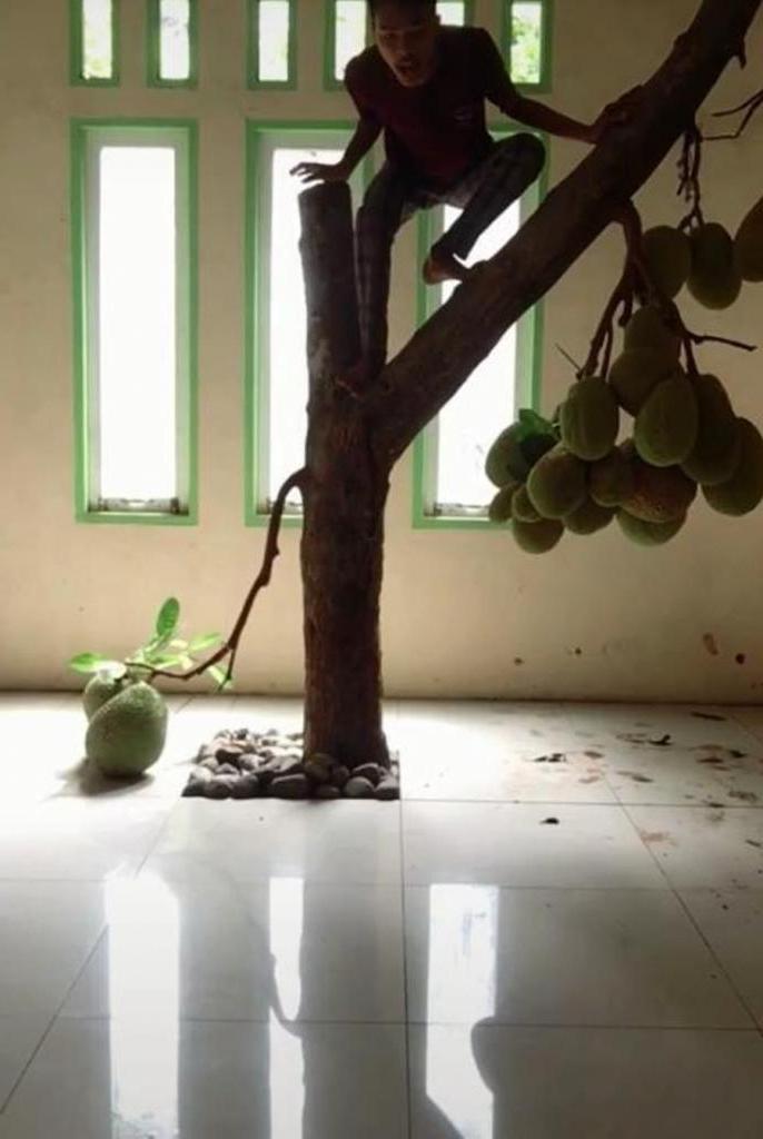 Подальше от соседских глаз: мальчик показал дерево джекфрута, которое растет внутри его дома