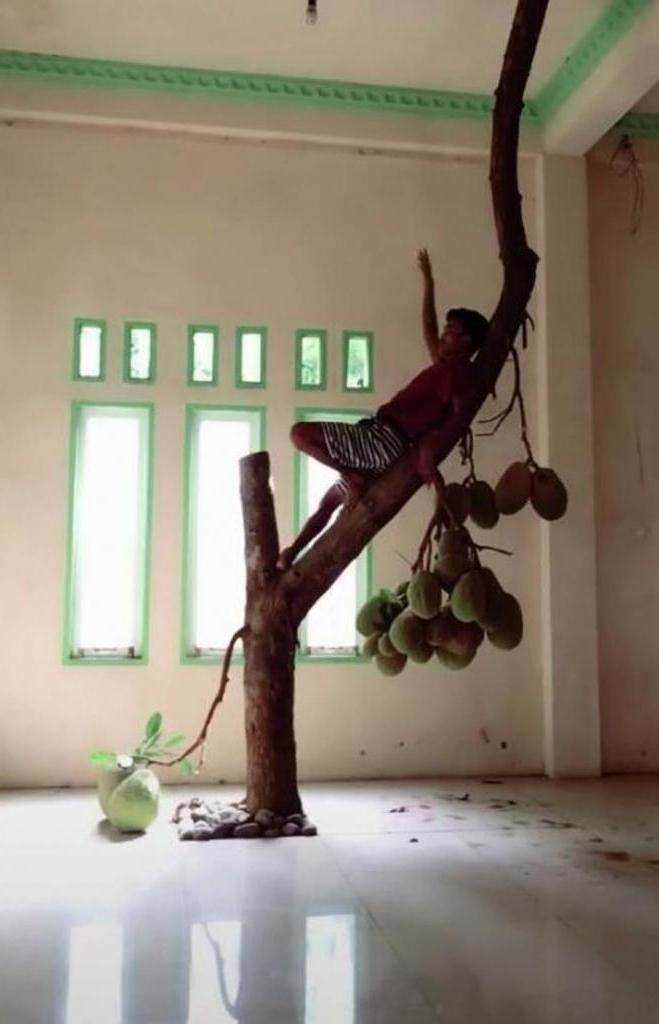 Подальше от соседских глаз: мальчик показал дерево джекфрута, которое растет внутри его дома
