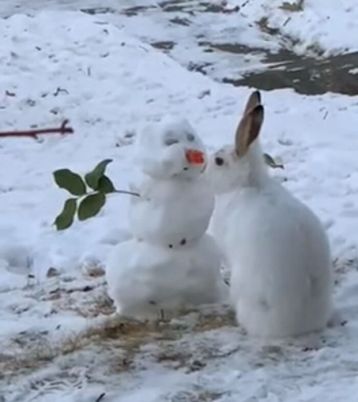 Кролик не смог пройти мимо снеговика и съел его морковный нос: ушастый был пойман с поличным