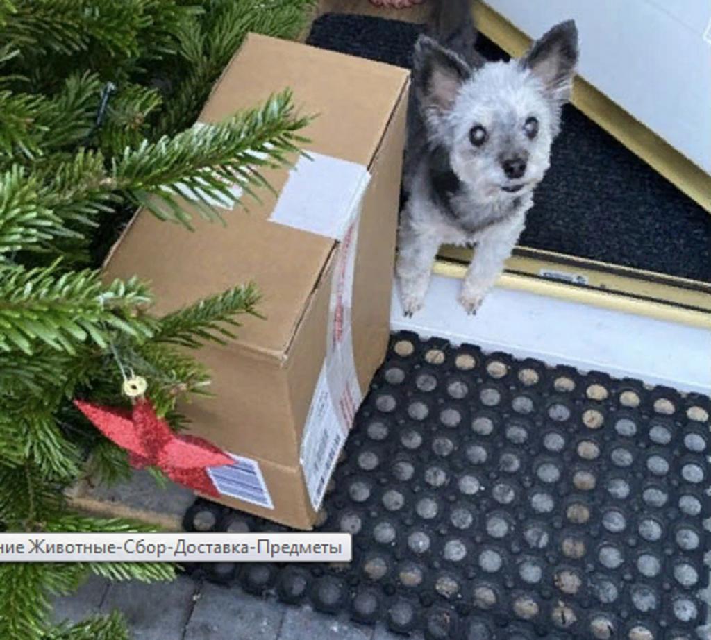 Девушка разместила фото, как ее собака хочет забрать посылку. Пользователи начали ей отвечать своими снимками: что из этого получилось