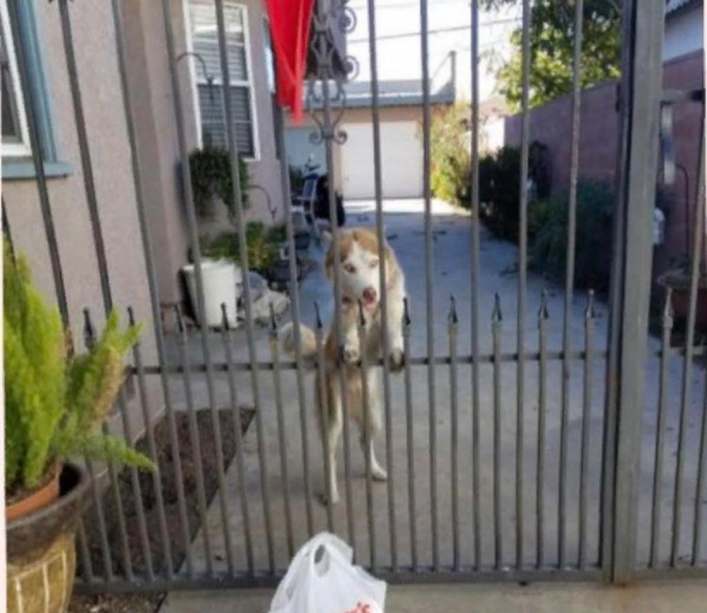 Девушка разместила фото, как ее собака хочет забрать посылку. Пользователи начали ей отвечать своими снимками: что из этого получилось