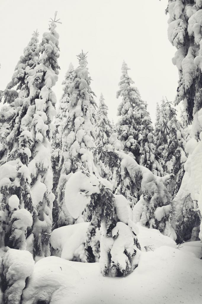 Фотограф Ольга Баландюх запечатлела невероятную зимнюю красоту зимних Карпат: 10 фото