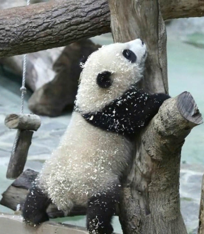 6-месячная панда Юань Боа была показана общественности: видео
