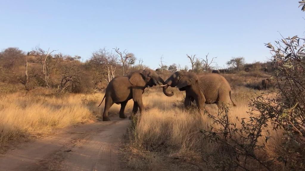 Нейросеть помогла ученым подсчитать слонов в одном из заповедников ЮАР: ее вычисления оказались точнее