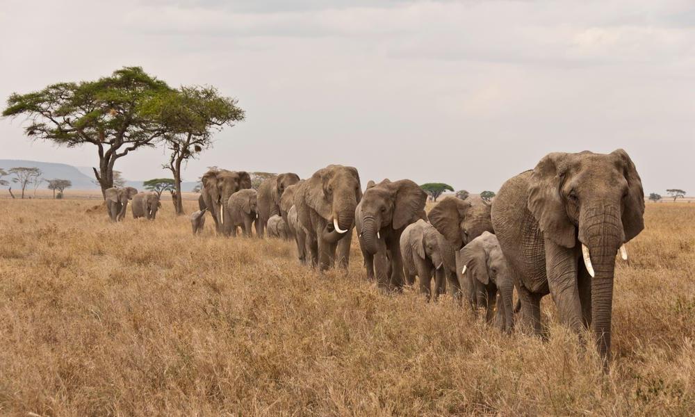 Нейросеть помогла ученым подсчитать слонов в одном из заповедников ЮАР: ее вычисления оказались точнее