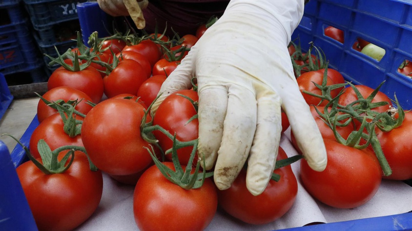 Любимые помидоры вновь на прилавках: с 1 января возобновляются поставки томатов из Узбекистана