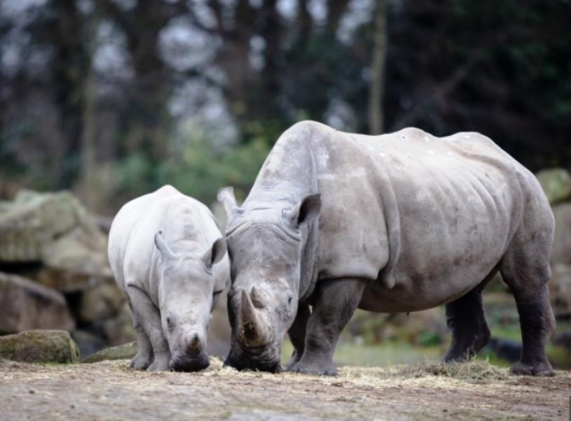 В дублинском зоопарке настоящий бэби-бум: детеныши гепардов, носорогов, обезъян, появившиеся в период пандемии