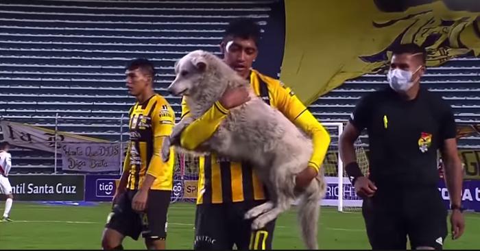 Собаку, сорвавшую матч по футболу в Боливии, один из игроков забрал себе домой