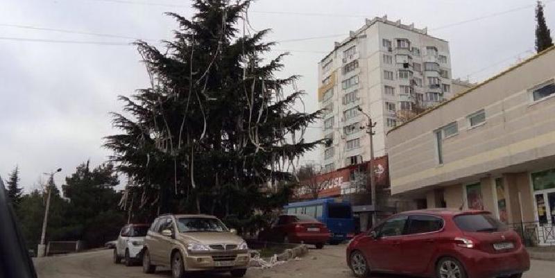Ежегодная традиция: жители Ялты объяснили, зачем к Новому году живую ель украшают туалетной бумагой