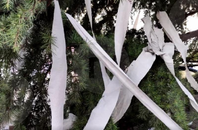 Ежегодная традиция: жители Ялты объяснили, зачем к Новому году живую ель украшают туалетной бумагой