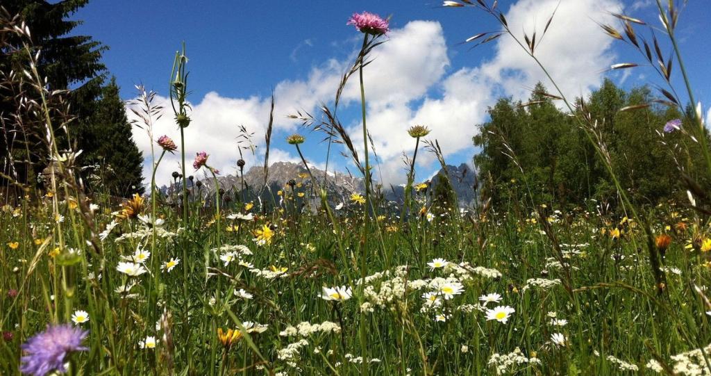 Альпийские сенные купания: фермеры Швейцарии веками спали в горной траве, чтобы оздоровиться