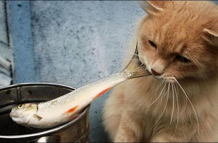 Три вида рыбы, которой ни в коем случае нельзя кормить своего кота, если дорожите его здоровьем (а многие специально покупают для него бычков, которые вредны)