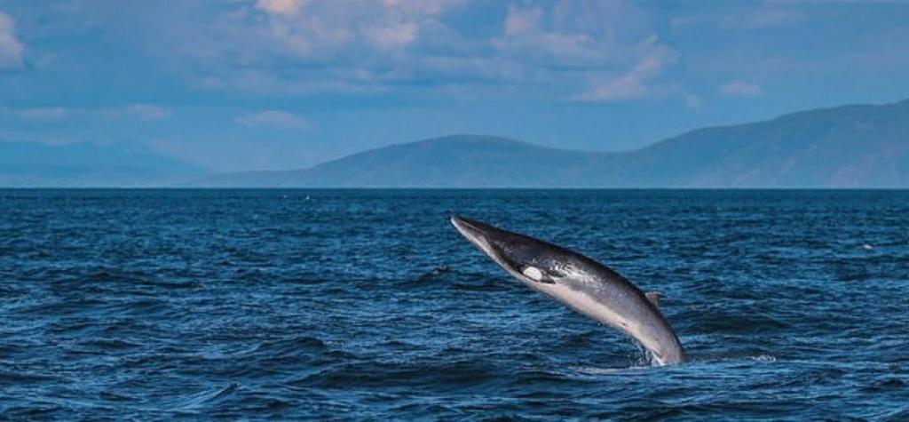 Очаровательный детеныш тюленя и резвящиеся дельфины: Фонд дикой природы Британии представил лучшие морские фото 2020 года