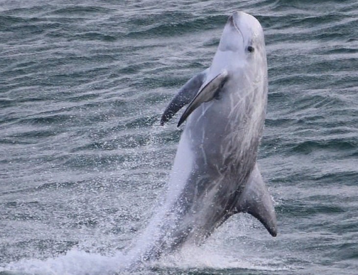 Очаровательный детеныш тюленя и резвящиеся дельфины: Фонд дикой природы Британии представил лучшие морские фото 2020 года