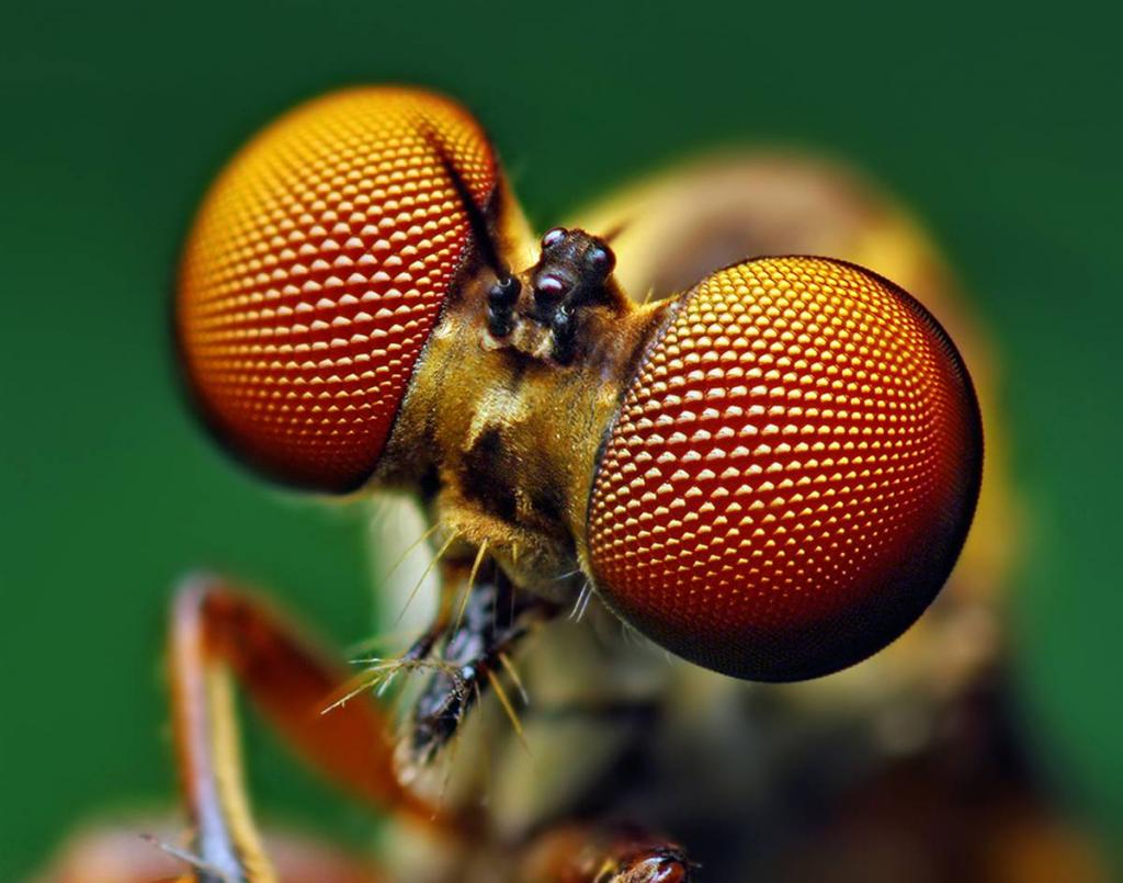 Исследуя наноструктуру, покрывающую роговицу глаз плодовых мух, ученые разработали похожее защитное покрытие с антимикробными, антибликовыми и самоочищающимися свойствами