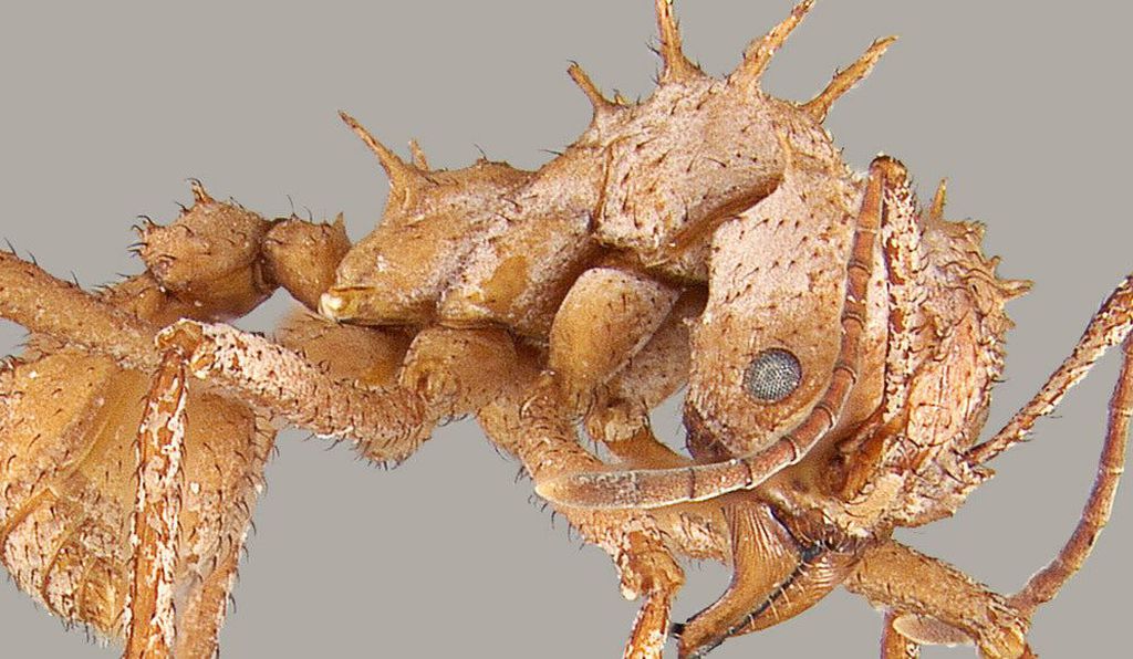 Ультрачерные рыбы и экзоскелет дьявольского жука: научные открытия 2020 года, которые ведут к новым изобретениям