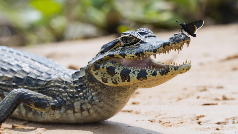 Исследования объясняют, почему крокодилы так мало изменились со времен динозавров