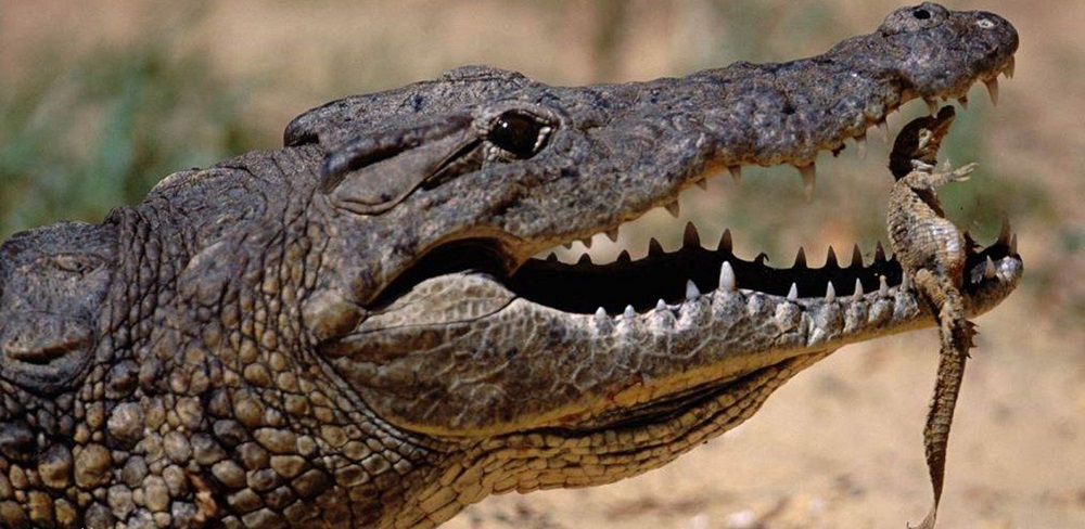 Исследования объясняют, почему крокодилы так мало изменились со времен динозавров