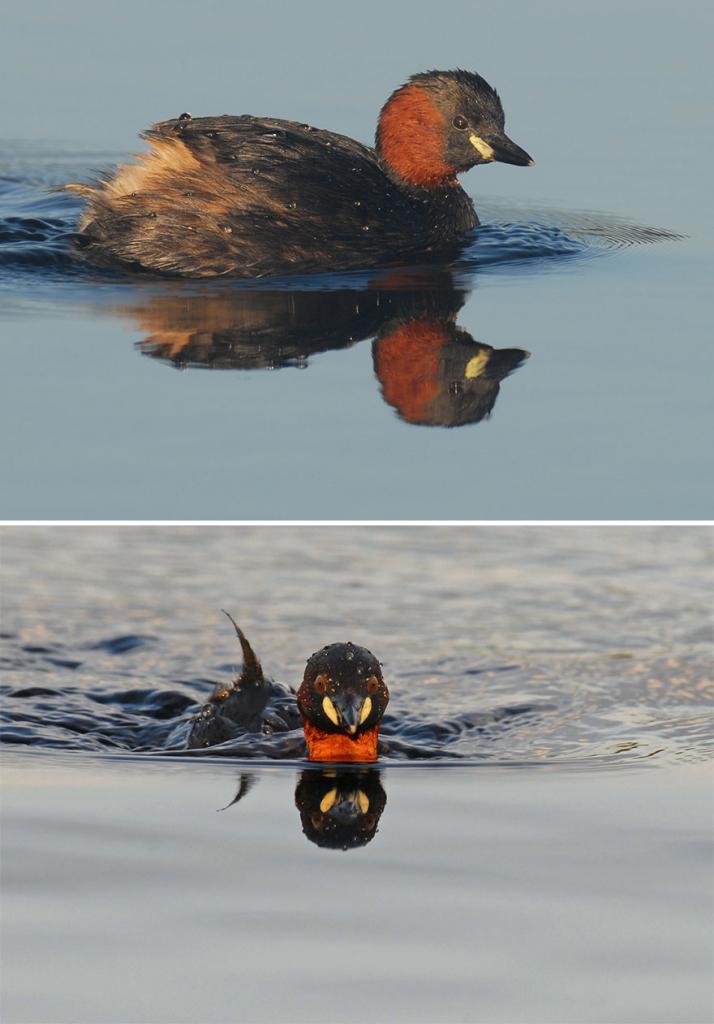 Фотограф снимает птиц не сбоку (как многие привыкли), а спереди. Глядя на синичку, мне трудно было сдержать смех