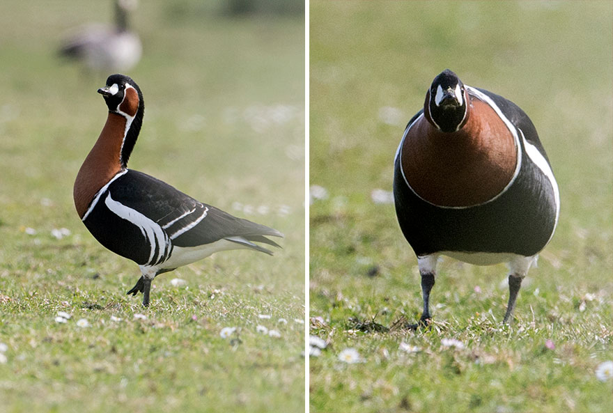 Фотограф снимает птиц не сбоку (как многие привыкли), а спереди. Глядя на синичку, мне трудно было сдержать смех