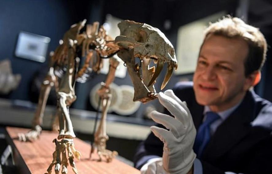 3D-принтер завершает работу над скелетом саблезубого тигра, которому 37 млн лет. Далее экспонат отправится на аукцион, где его продадут (начальная цена – 90 000 $)