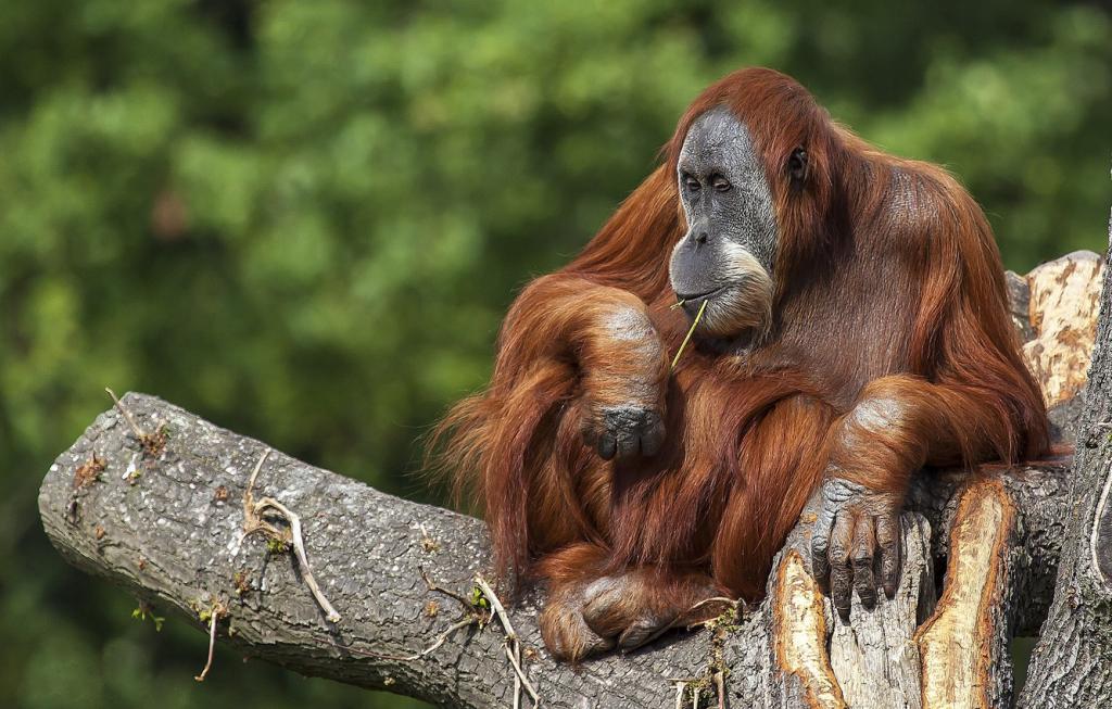 Tapanuli орангутан находится под угрозой исчезновения: животные борются за выживание после того, как их загнали в горы охотой и вырубкой лесов