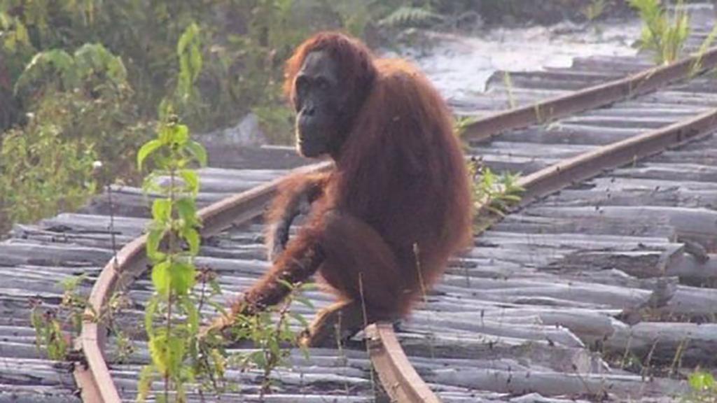 Tapanuli орангутан находится под угрозой исчезновения: животные борются за выживание после того, как их загнали в горы охотой и вырубкой лесов