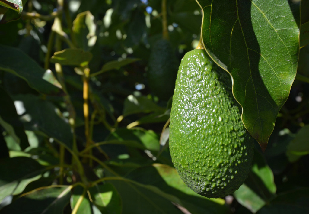 Лайфхак: как за 10 минут превратить не совсем спелое авокадо во вкусный фрукт
