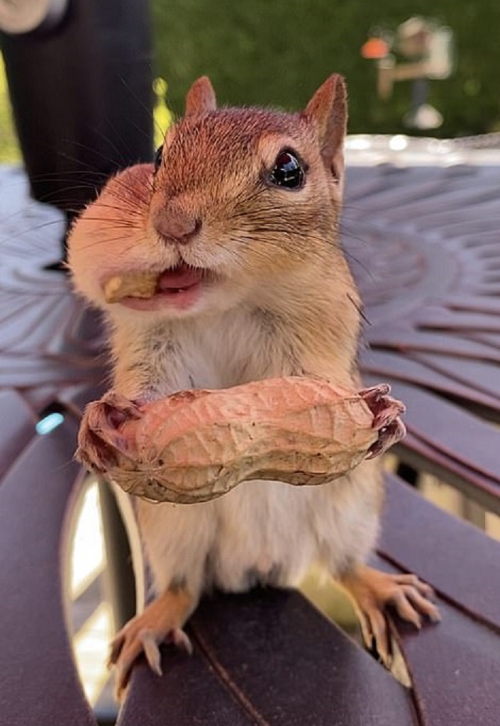 Девушка угостила бурундука арахисом и сфотографировала, как он попытался засунуть орешки в рот (фото)