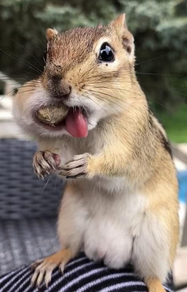 Девушка угостила бурундука арахисом и сфотографировала, как он попытался засунуть орешки в рот (фото)