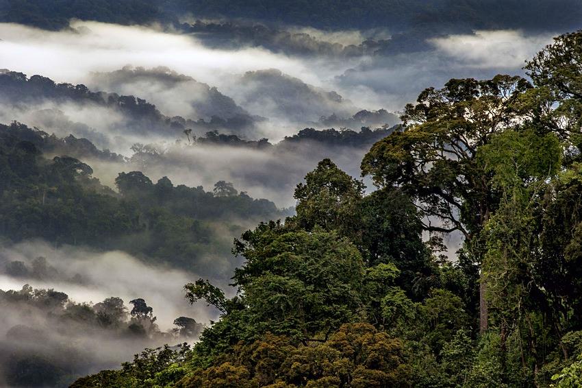 Небесные прогулки по лучшим в мире дорожкам под навесом леса и джунглей в Руанде, Новой Зеландии, Коста-Рике, Сингапуре, Перу, Малайзия и другие