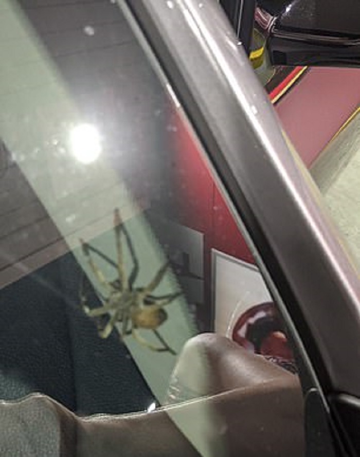 Женщина выгнала огромного паука из машины, но вскоре обнаружила еще больше незваных гостей