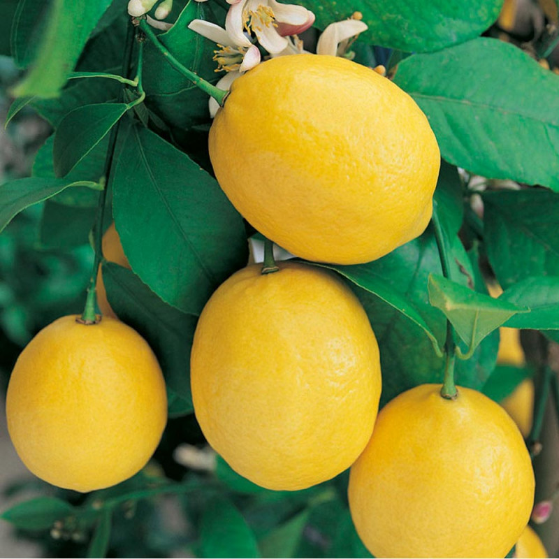 Британские эксперты объяснили, что не все лимоны подходят вегетарианцам