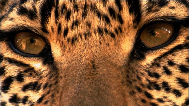 Женщина столкнулась на узкой дорожке с диким леопардом. Испугалась она зря: забавное видео