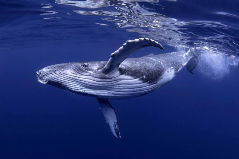 Большие животные обладают силой влиять на нашу планету: как киты поддерживают тропические леса
