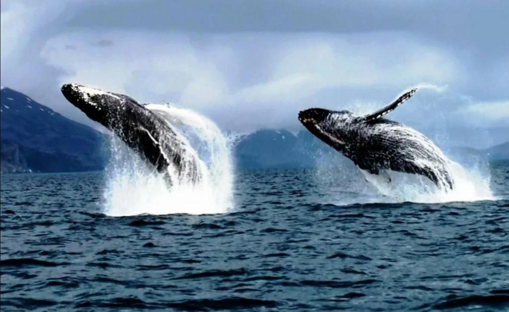 Большие животные обладают силой влиять на нашу планету: как киты поддерживают тропические леса