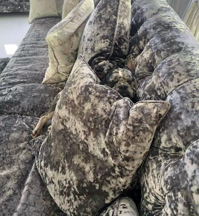 Женщина завела 2 новых собак и обратила внимание, что они идеально сочетаются с обшивкой ее дивана