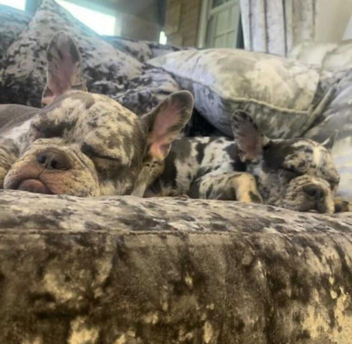 Женщина завела 2 новых собак и обратила внимание, что они идеально сочетаются с обшивкой ее дивана