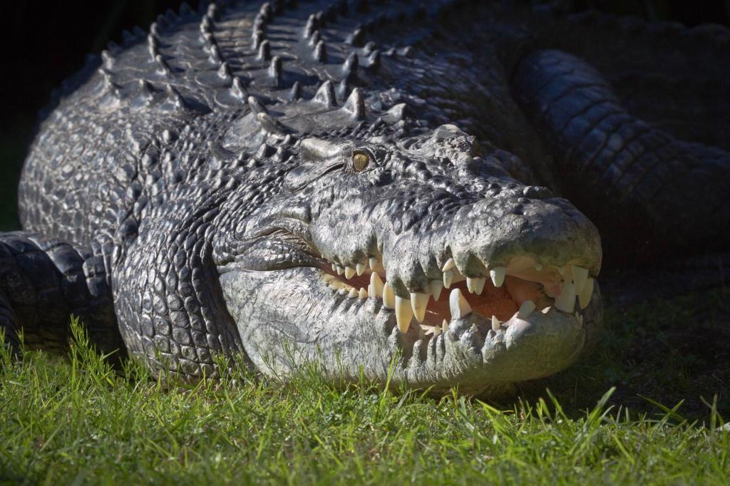 Крокодилы выжили после падения астероида, ставшего концом динозавров, и с тех пор практически не изменились
