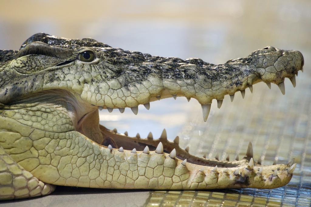 Крокодилы выжили после падения астероида, ставшего концом динозавров, и с тех пор практически не изменились