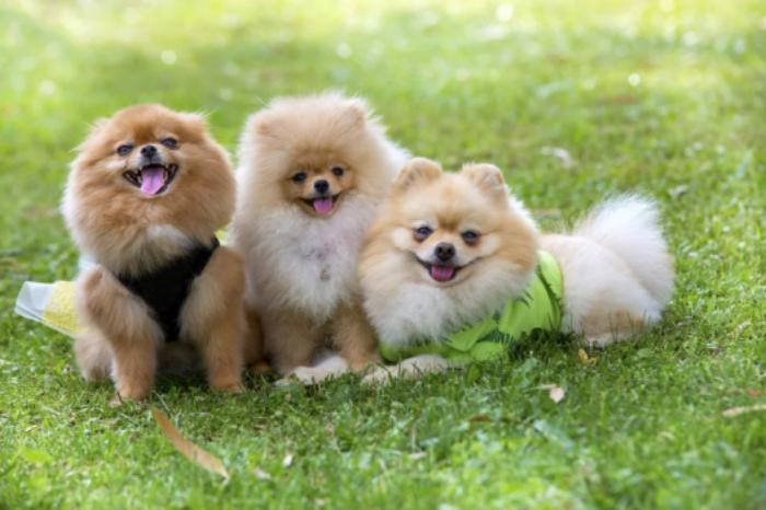 Померанские шпицы - очень дорогие собаки: от чего зависит их цена