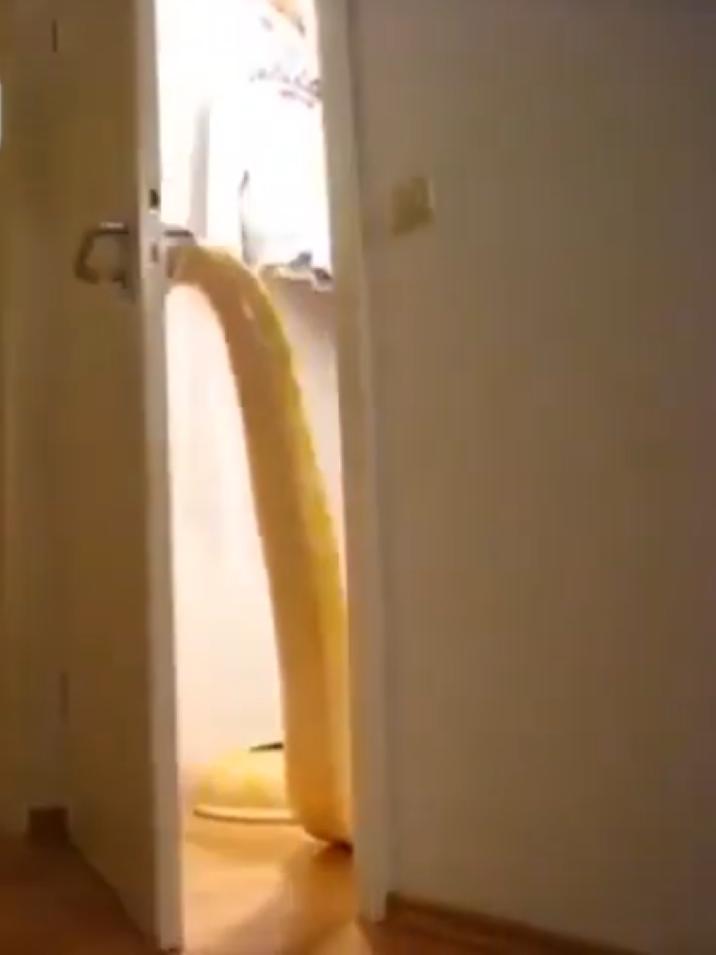 Девушка показала, как ее питон открывает дома двери: видео, которое подняло настроение публике
