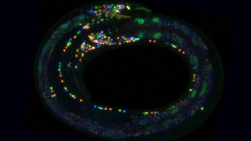 Создан многоцветный атлас мозга: открытие поможет находить сбои в работе нервной системы